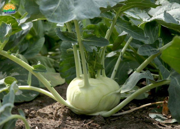 کلم قمری چیست؟