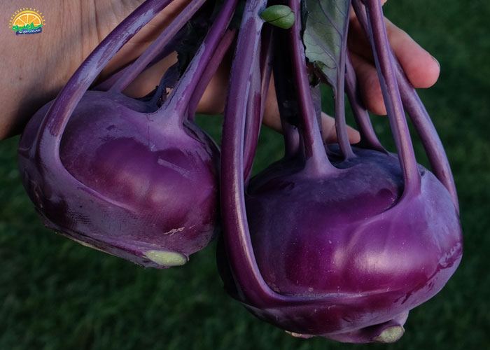 خواص کلم قمری بنفش