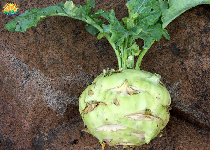 خواص کلم قمری