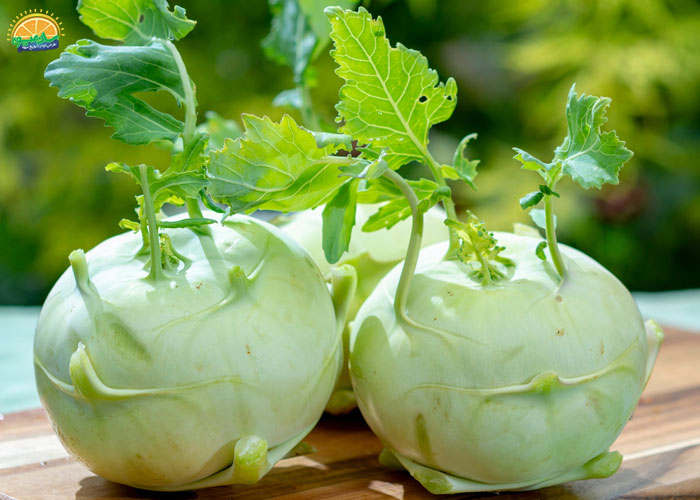 خواص کلم قمری برای تقویت سیستم ایمنی بدن و کرونا