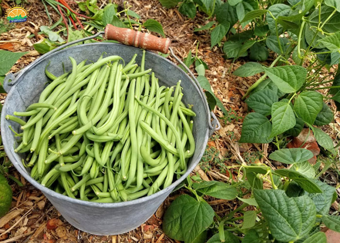 عوارض جانبی مصرف لوبیا سبز