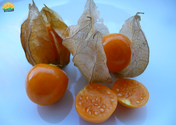عوارض میوه فیسالیس