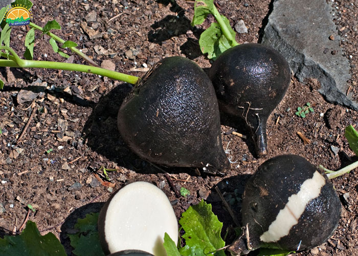 عوارض ترب سیاه