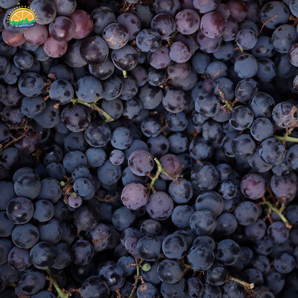 انگور میوه فصلی تابستان