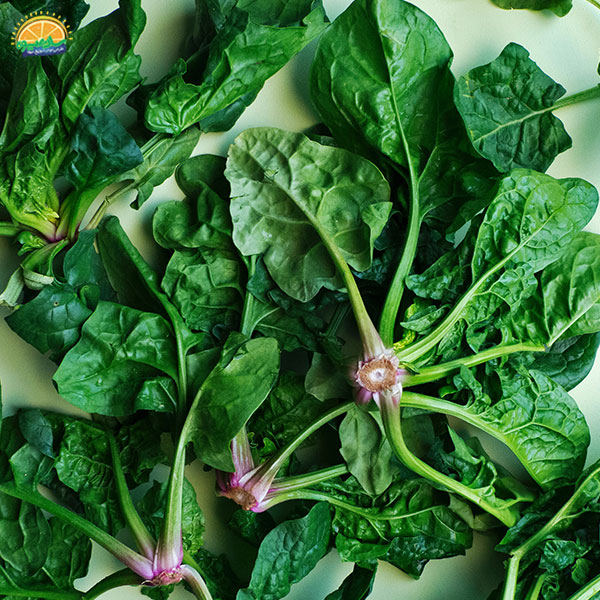 سبزیجات برگی - اسفناج