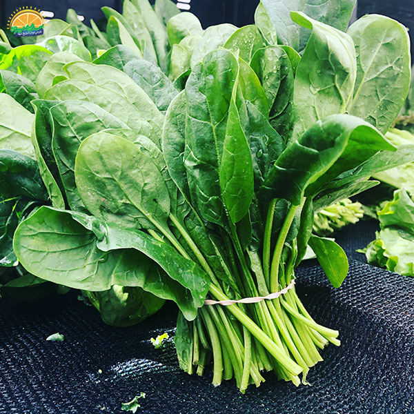 اسفناج از محبوبترین سبزیجات