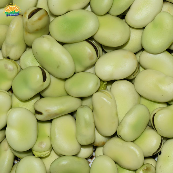 صیفی جات تازه – باقالی سبز