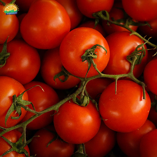 صیفی‌جات تازه - گوجه فرنگی