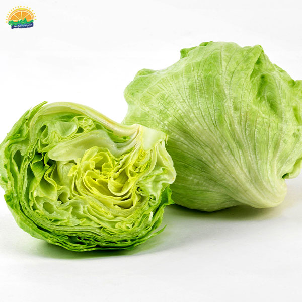 کاهو پیچ (Iceberg Lettuce)