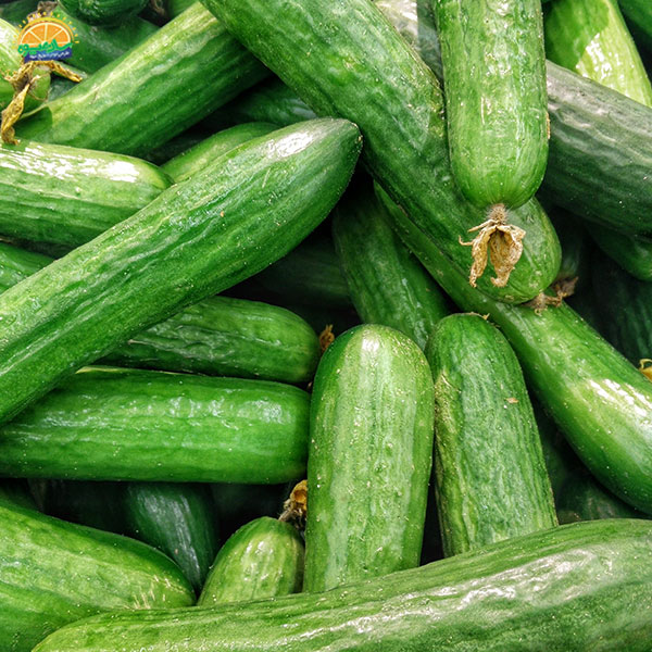 صیفی جات تازه – خیار