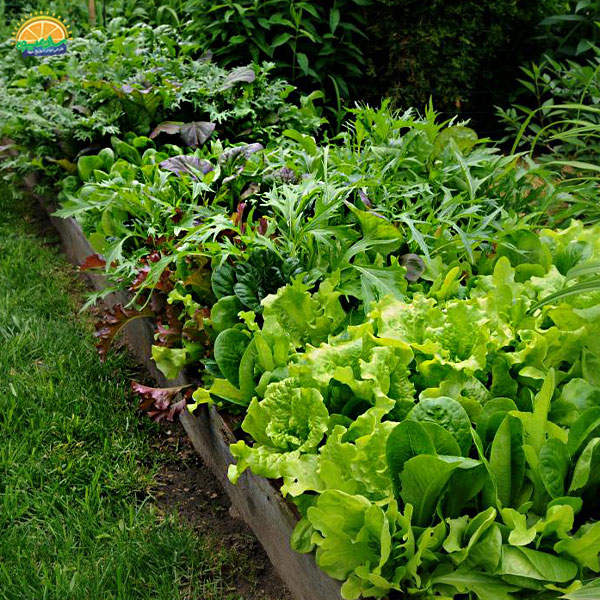 معرفی انواع مختلف سبزیجات برگی